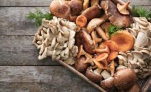 Funghi