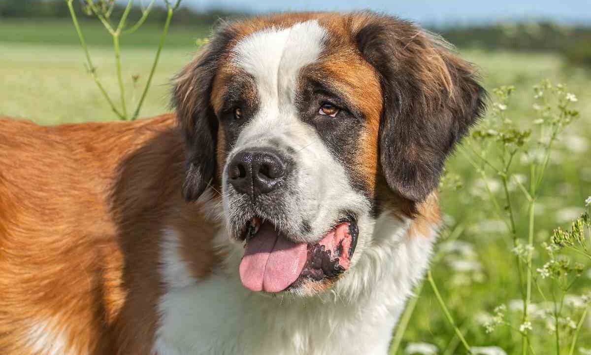 Il tuo cane puzza troppo? Potrebbe essere in pericolo di vita