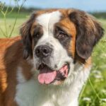 Il tuo cane puzza troppo? Potrebbe essere in pericolo di vita
