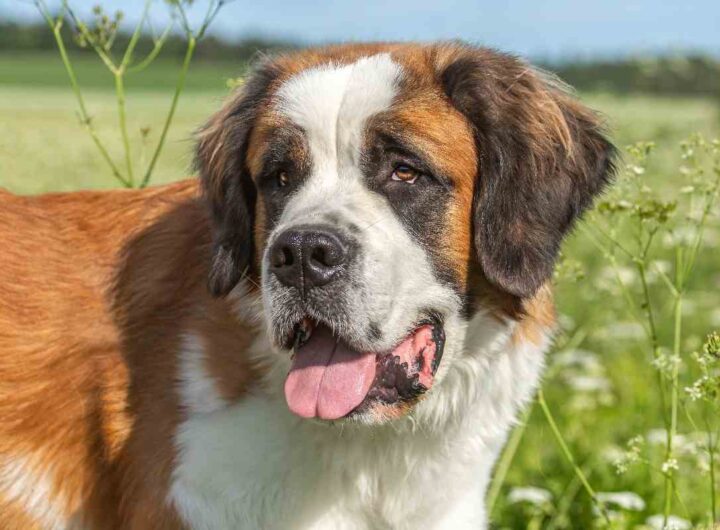 Il tuo cane puzza troppo? Potrebbe essere in pericolo di vita