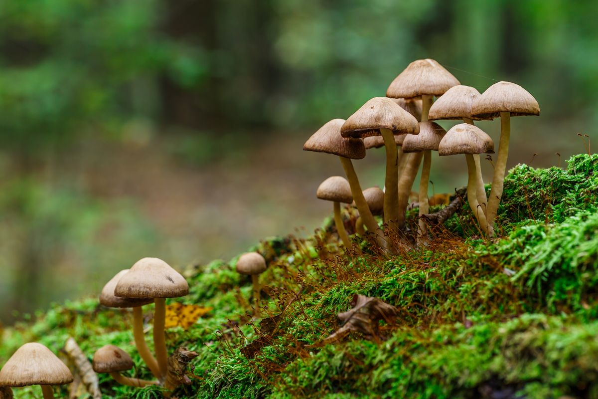 Un gruppo di funghi presenti nel bosco